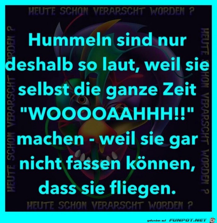 Hummeln Hummeln