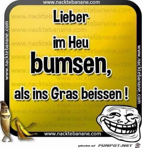 Lieber im Heu Lieber im Heu