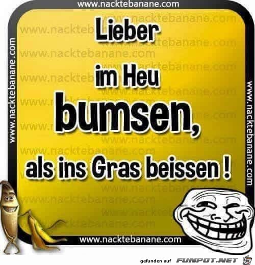 Lieber im Heu