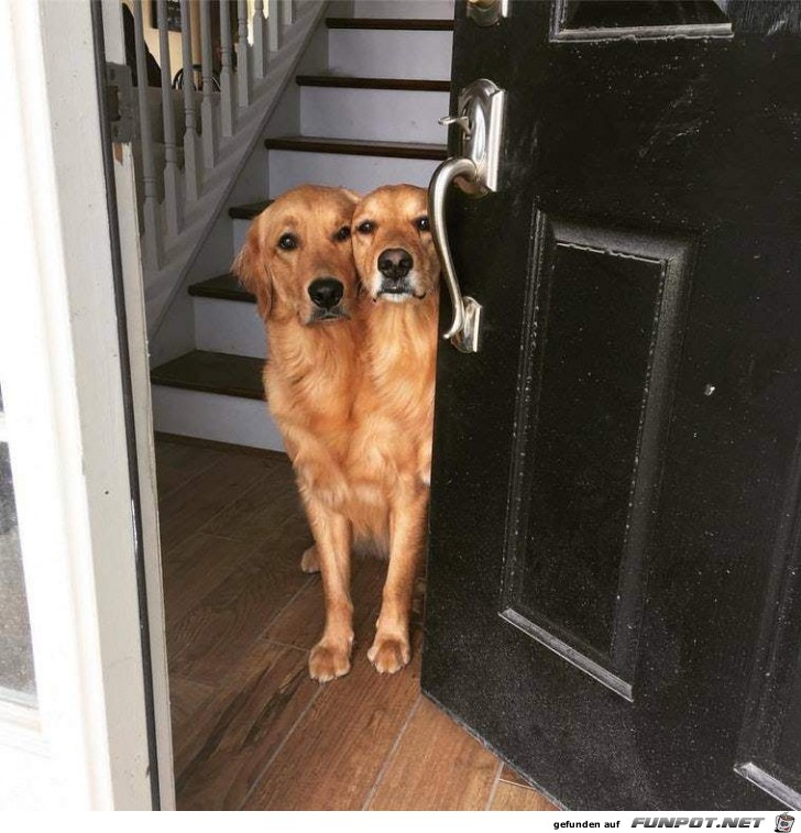 Siamesische Retriever