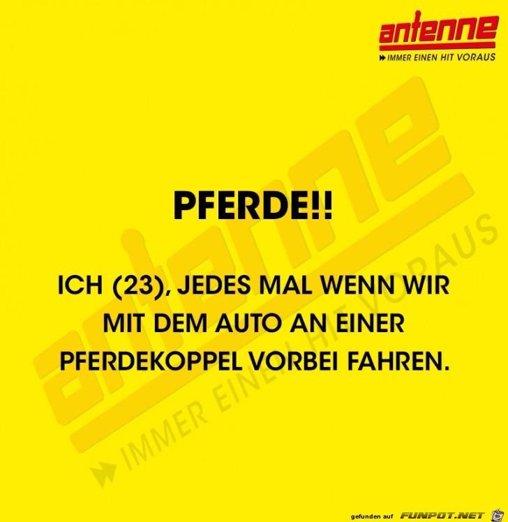 Pferde Pferde