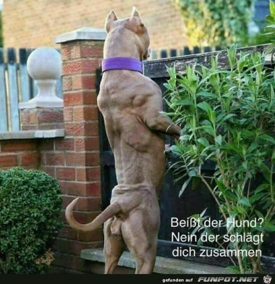 Pfiffige Antwort Pfiffige Antwort