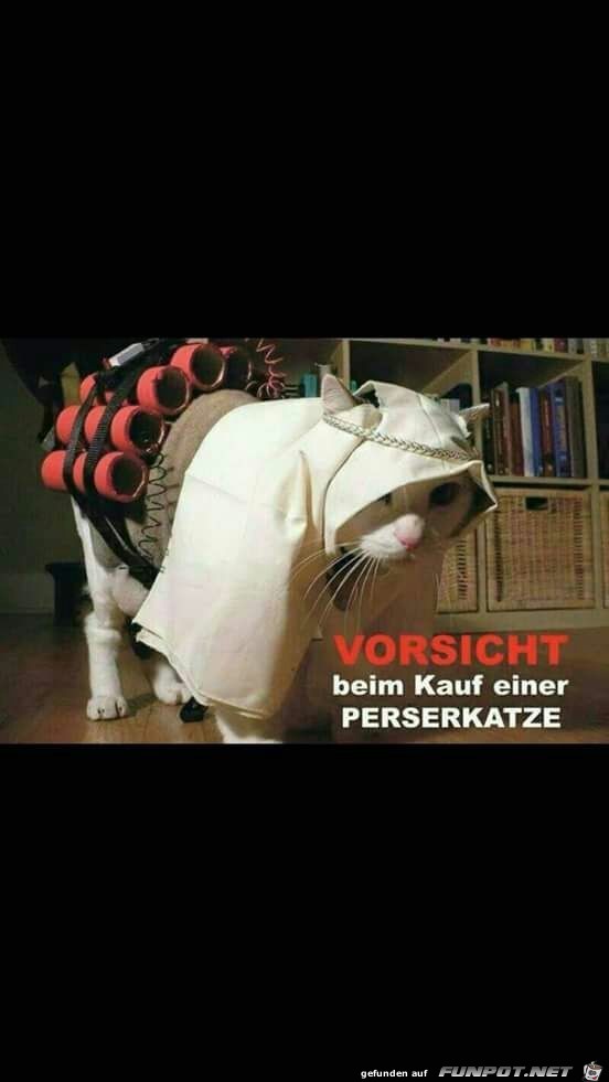 Perserkatze