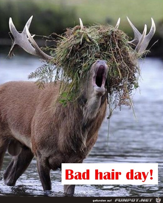 Bad hair day Bad hair day