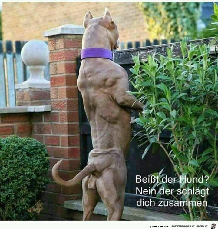 Der beisst nicht Der beisst nicht