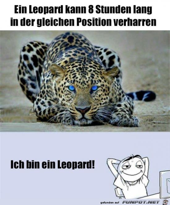 Ein Leopard