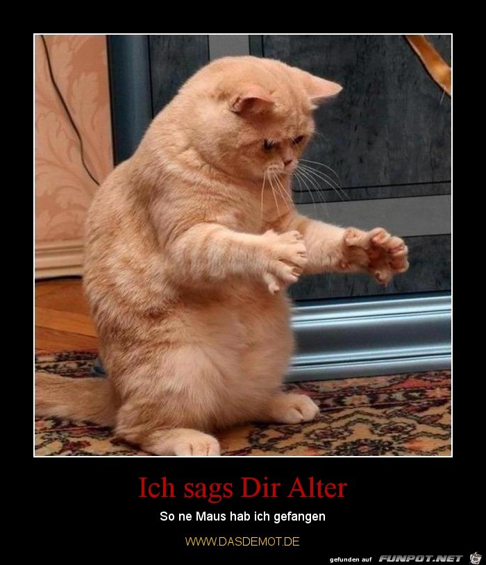 Ich sag's dir Alter Ich sag's dir Alter