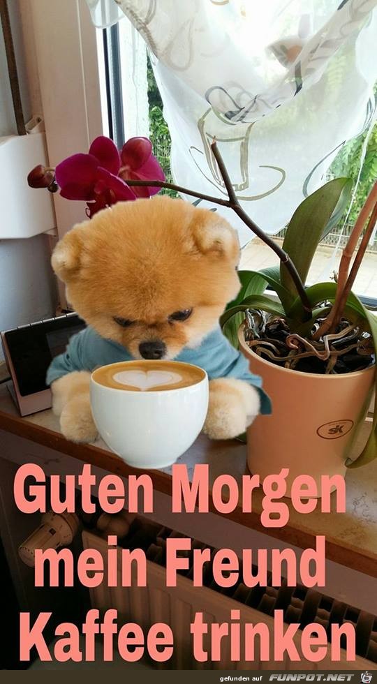 Guten Morgen mein Freund