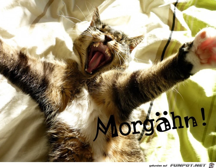 Morgaehn