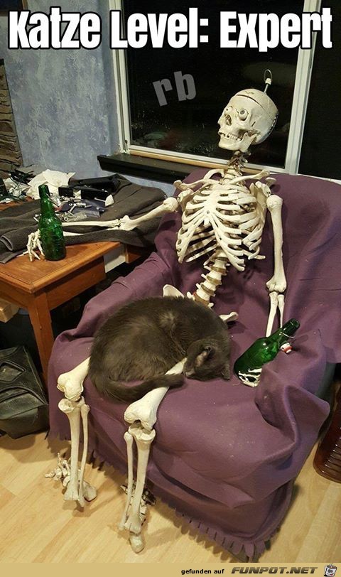 Diese Katze hats raus Diese Katze hats raus