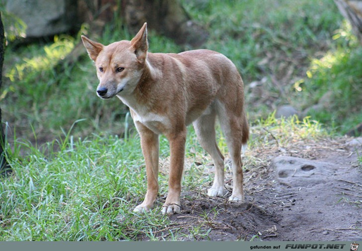 Australische Tierwelt!