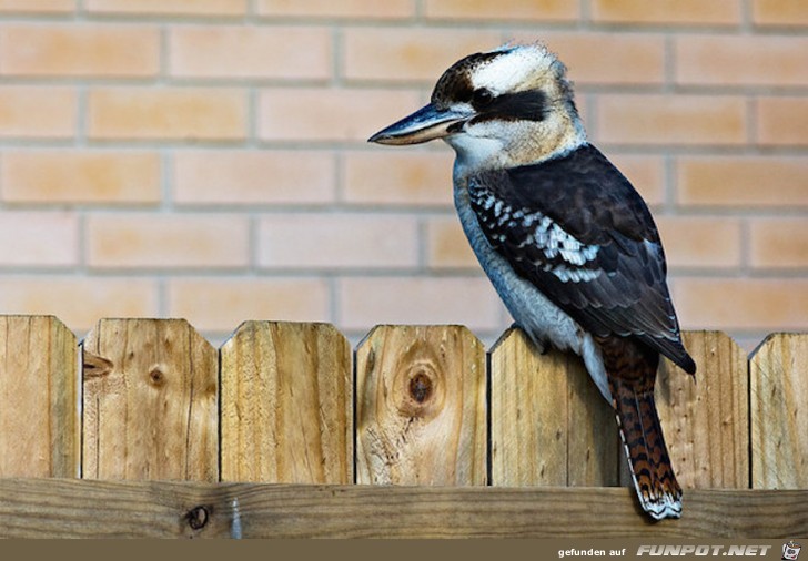 Australische Tierwelt!