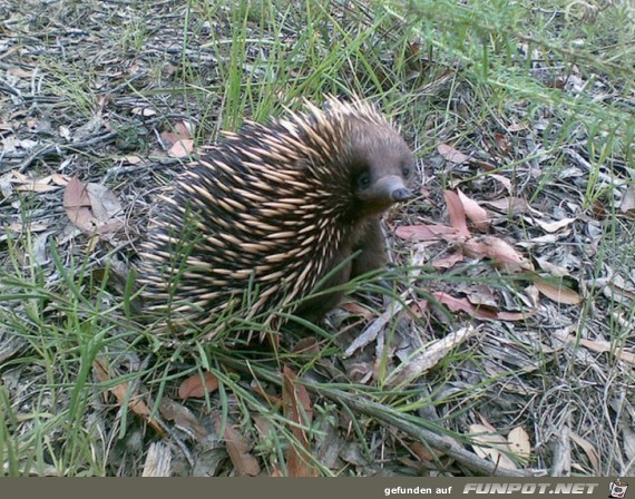 Australische Tierwelt!