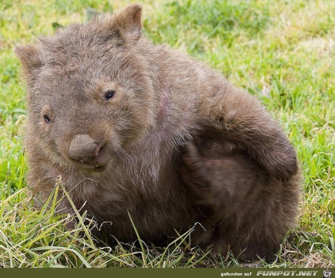 Australische Tierwelt!