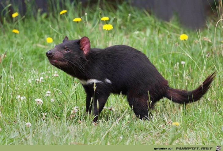 Australische Tierwelt!