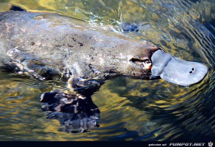 Australische Tierwelt!