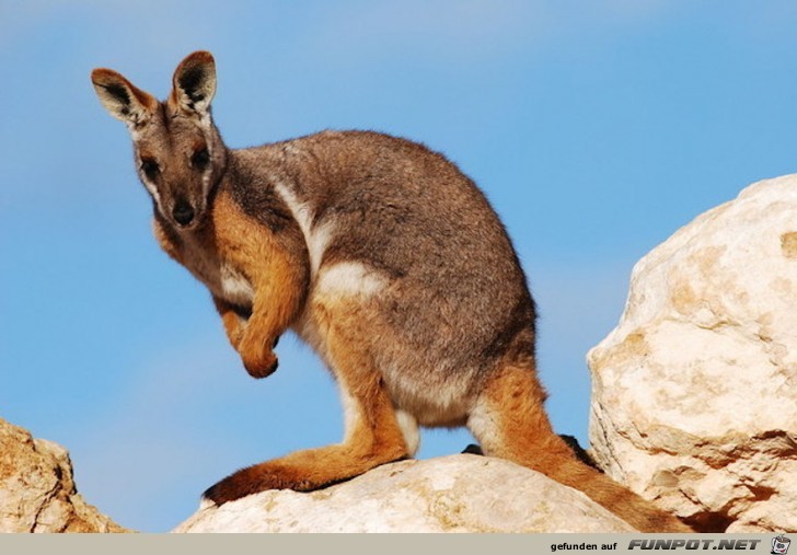 Australische Tierwelt!