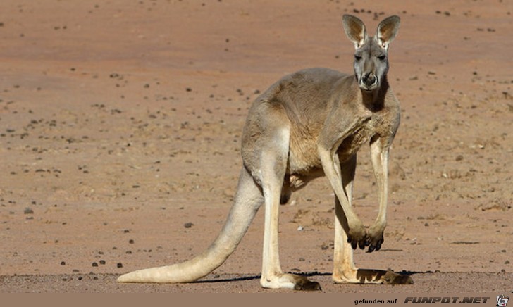 Australische Tierwelt!