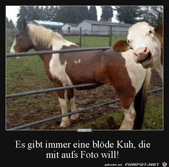 Blöde Kuh Blöde Kuh