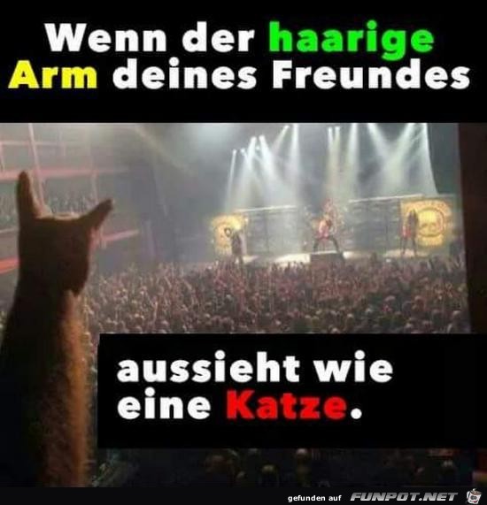 Katzen-Arm