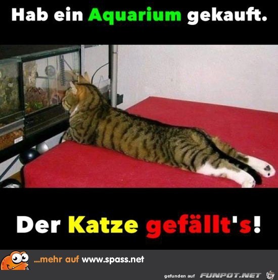 Der Katze gefllt's