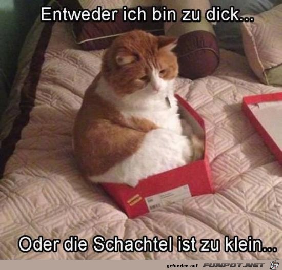 Entweder oder Entweder oder