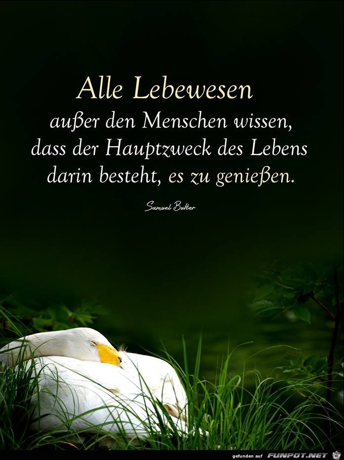 Alle Lebewesen Alle Lebewesen
