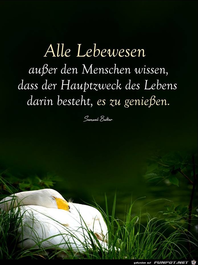 Alle Lebewesen