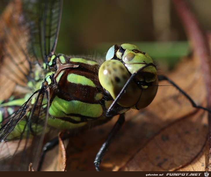 beeindruckende und kuriose Bilder aus verschiedenen Blogs