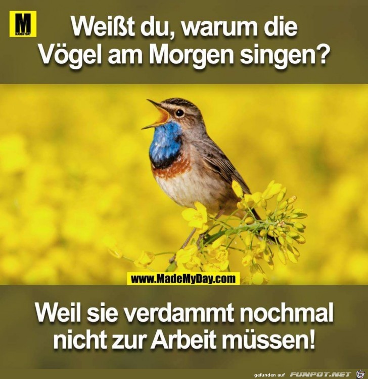 Die Vgel am Morgen