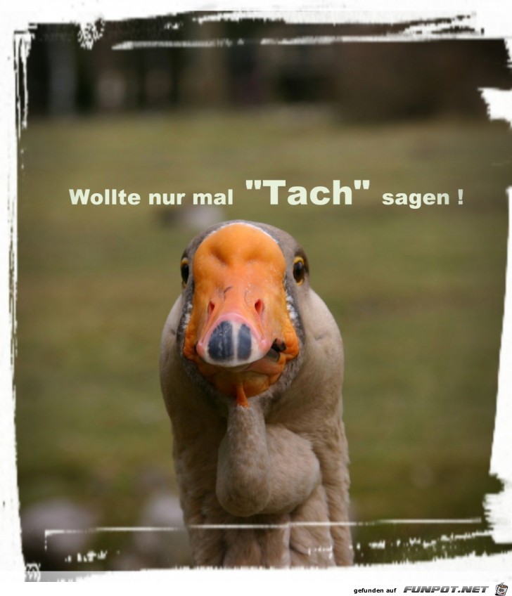 Tach ! Tach !