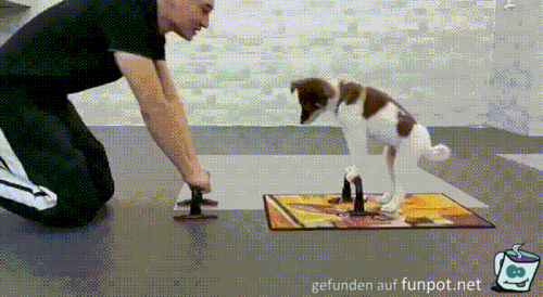 Sport mit Hund Sport mit Hund