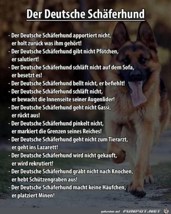 der deutsche Schferhund.......