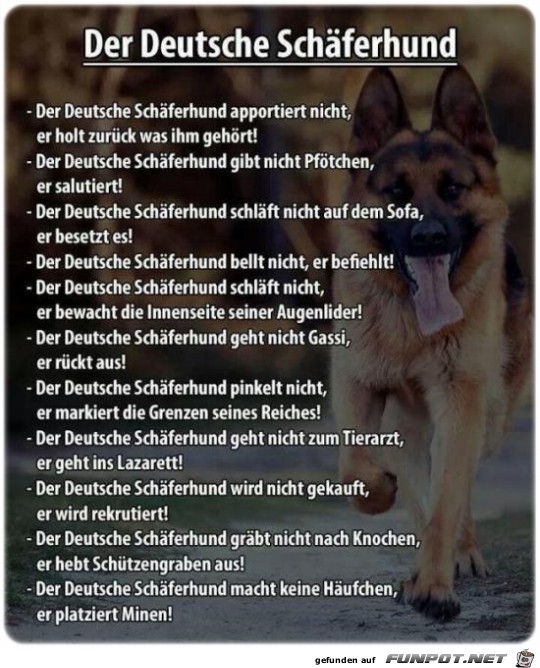 Deutscher Schaeferhund