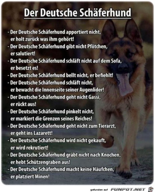 Deutscher Schaeferhund Deutscher Schaeferhund