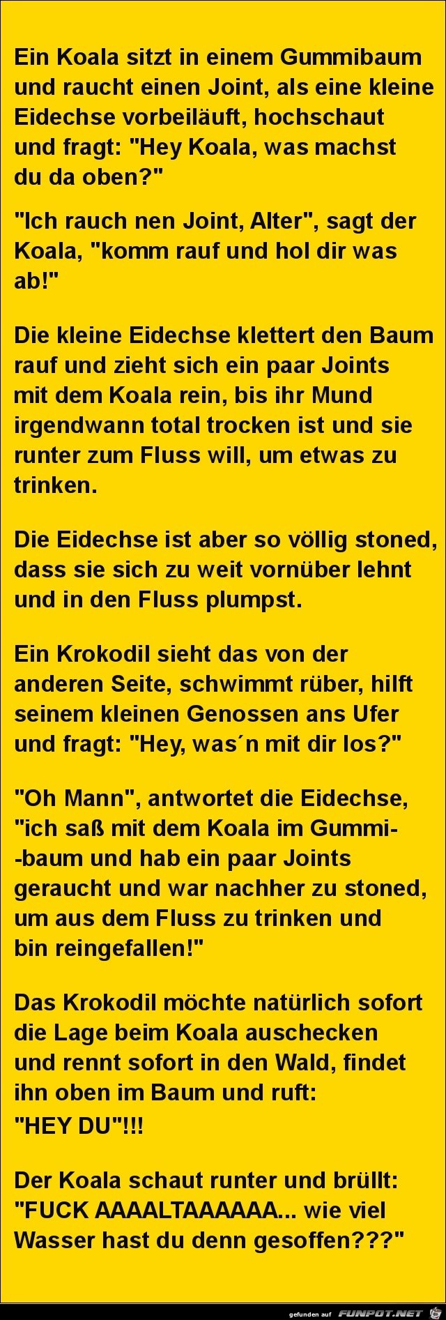 ein Koala sitzt in einem Gummibaum..... ein Koala sitzt in einem Gummibaum.....
