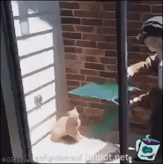Katze lässt sich nicht fangen Katze lässt sich nicht fangen