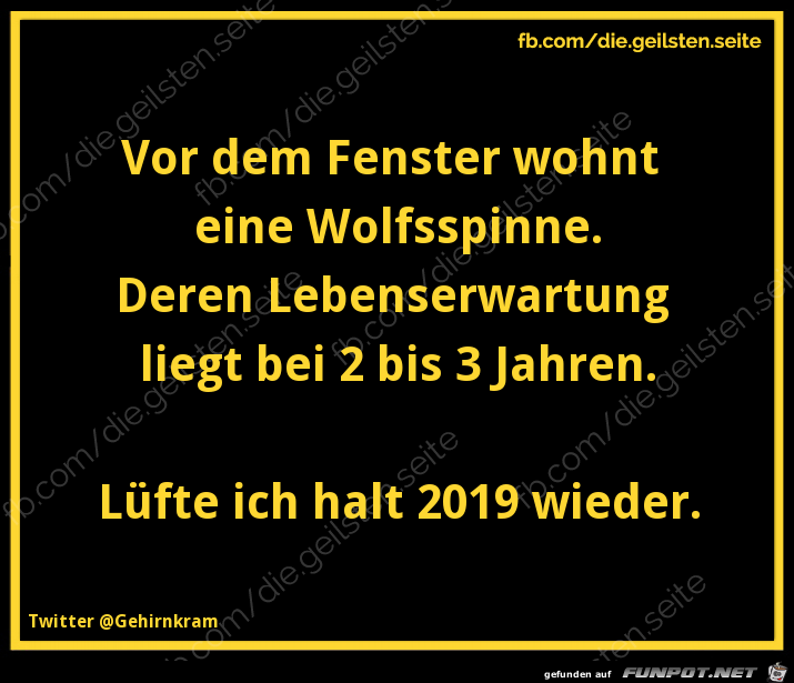 Wolfsspinne