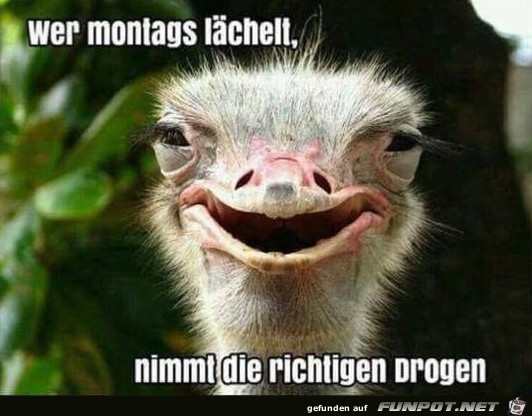 Montags lächeln Montags lächeln