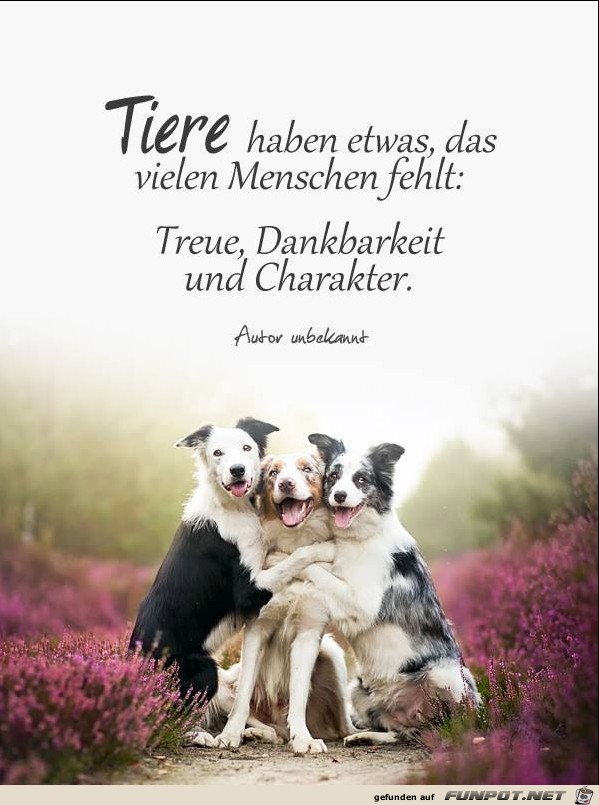 Tiere haben etwas Tiere haben etwas