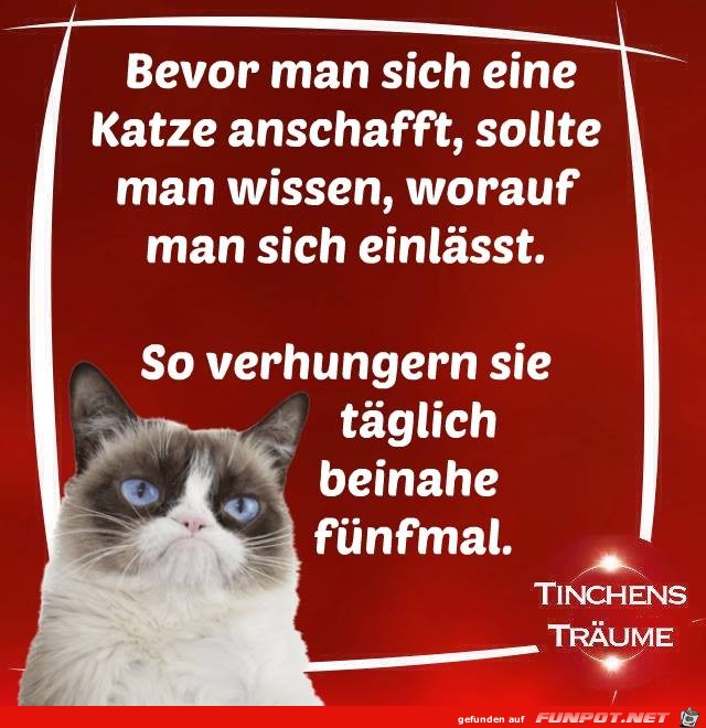 Bevor man sich eine Katze anschafft Bevor man sich eine Katze anschafft