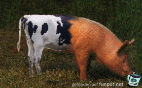 Halb - Halb Halb - Halb
