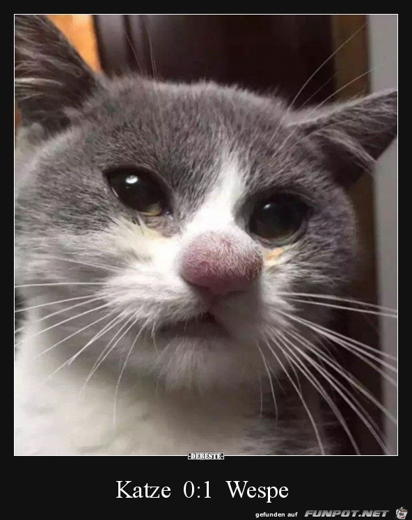 Arme Katze Arme Katze