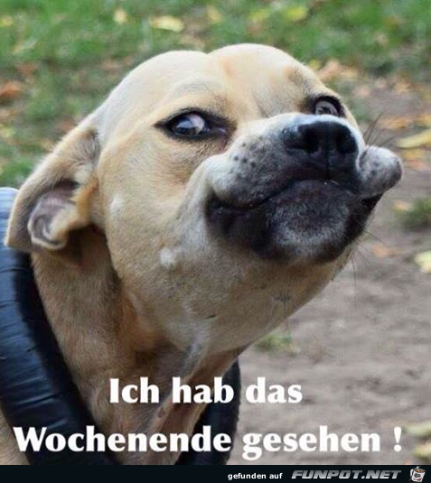 Ich hab was gesehen Ich hab was gesehen