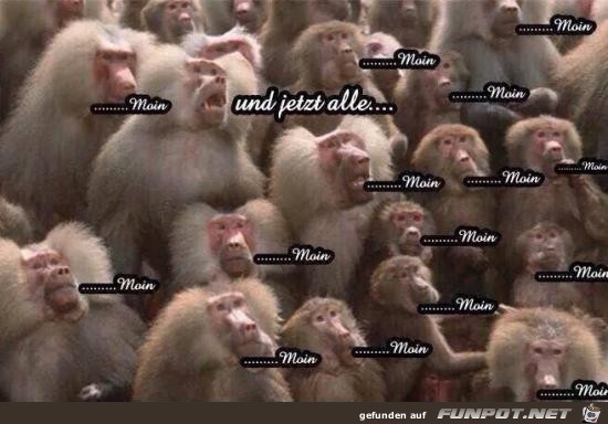 Moin Moin