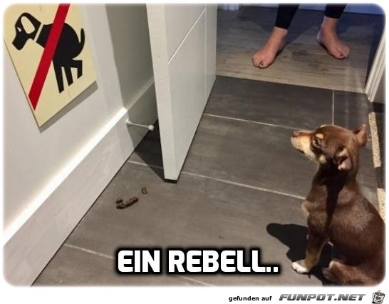 Ein Rebell