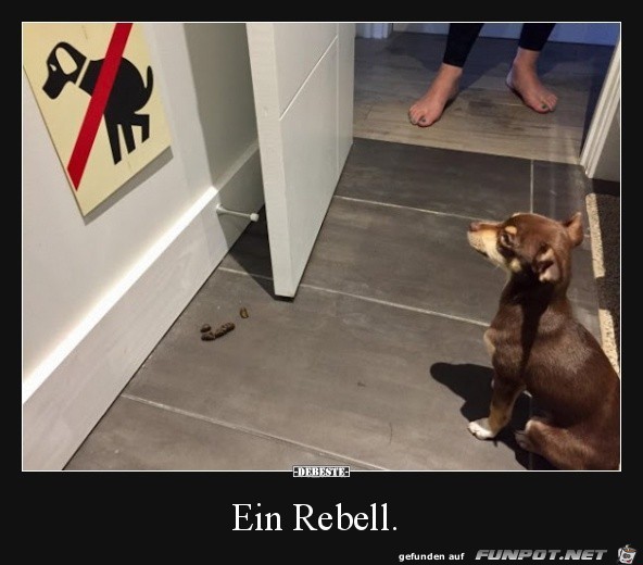 Er ist auf Krawall gebürstet Er ist auf Krawall gebürstet