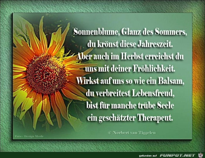 Herbst Sonnenblume 2017