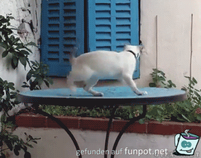 Catspinner Catspinner