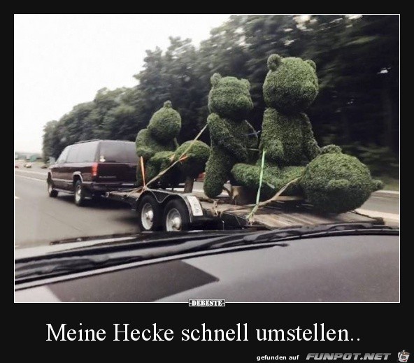 Hecke zieht um Hecke zieht um